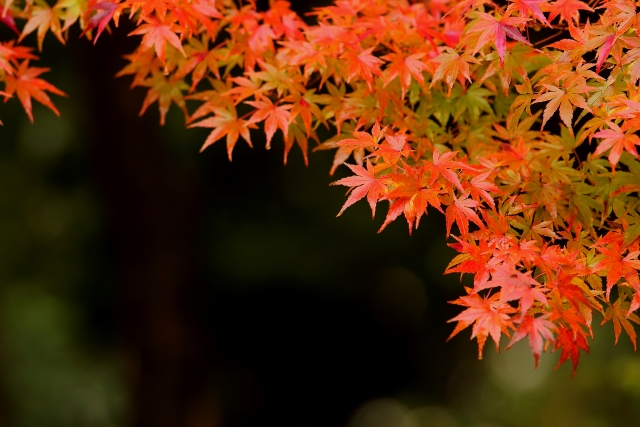 もみじが紅葉する仕組みは 紅葉しないことも そのわけと対処法 ぱそにゃんぶろぐ