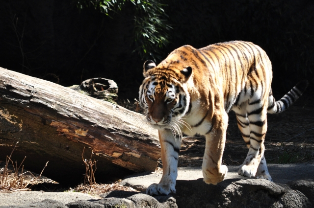 虎の種類はどのくらい 特徴と見分け方は 虎と会える日本の動物園 ぱそにゃんぶろぐ